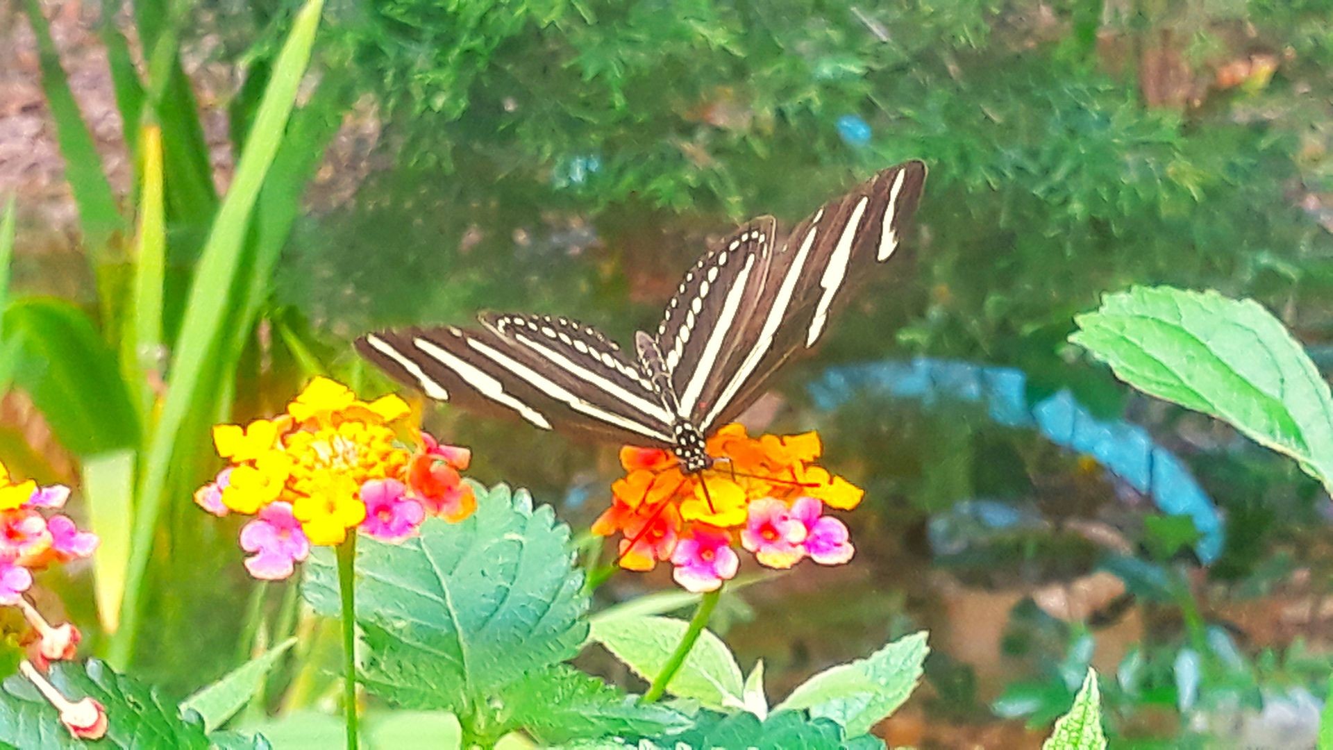 lantana and butterfly
