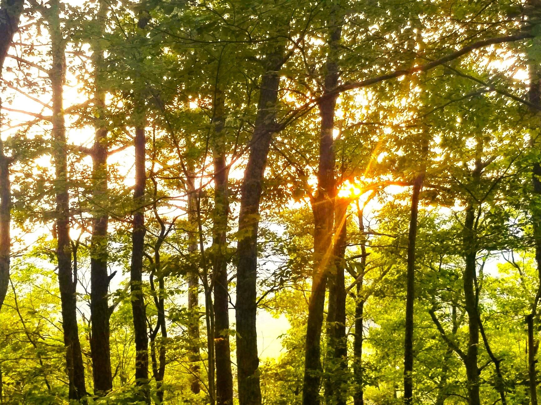 Trees and Sunshine